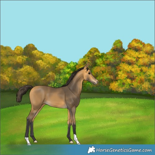 Horse Color:Buckskin 