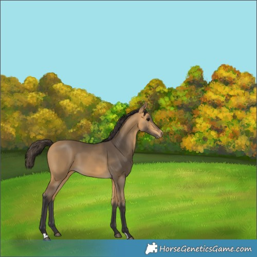 Horse Color:Buckskin 