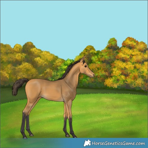 Horse Color:Buckskin