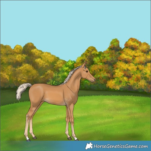 Horse Color:Palomino 