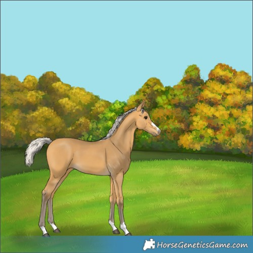 Horse Color:Silver Buckskin