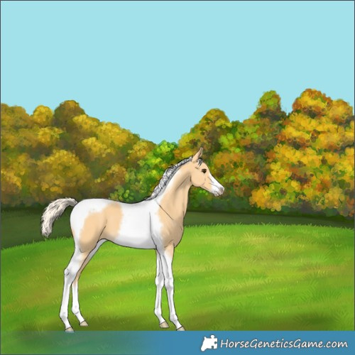 Horse Color:Palomino Tobiano Frame 