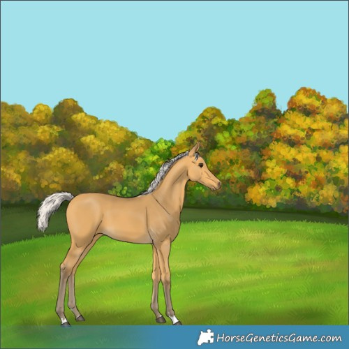 Horse Color:Silver Buckskin 
