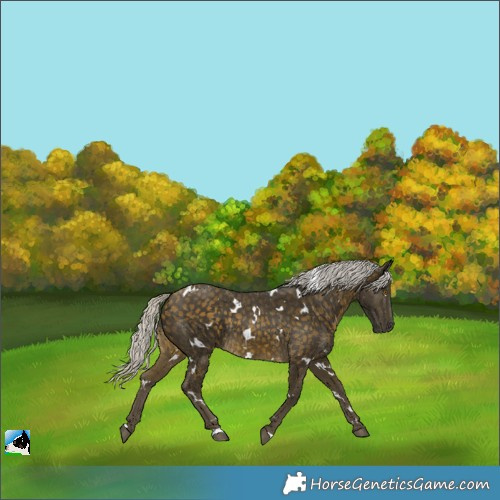 Horse Color:White Spotted Silver Buckskin Rabicano 