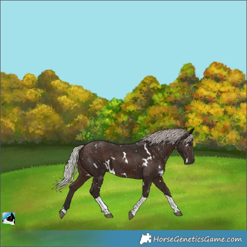 Horse Color:White Spotted Silver Bay Tobiano 