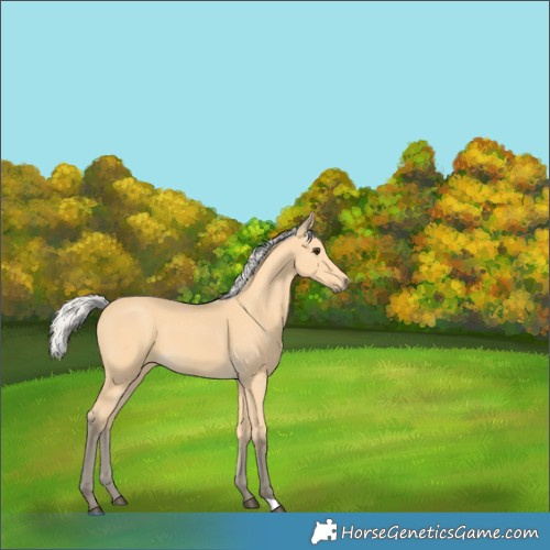 Horse Color:Silver Buckskin 