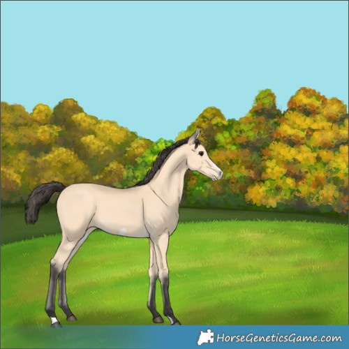Horse Color:Buckskin Frame 