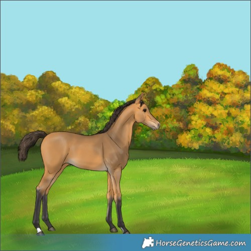 Horse Color:Buckskin 