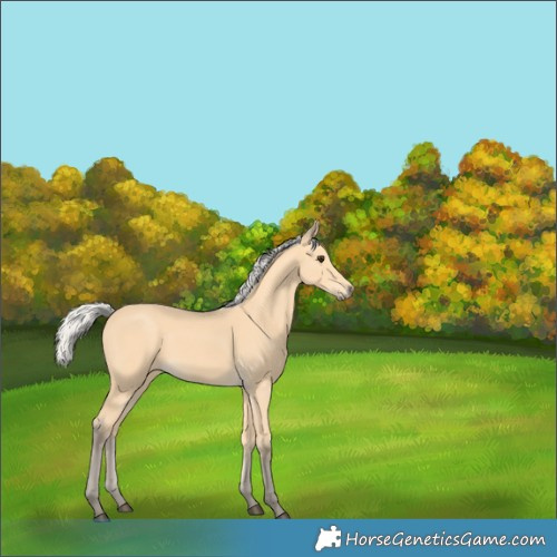 Horse Color:Silver Buckskin 