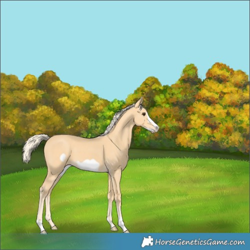 Horse Color:Palomino Frame 