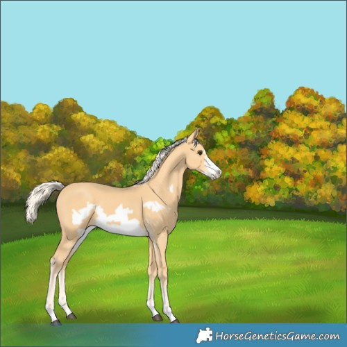 Horse Color:Palomino Frame 