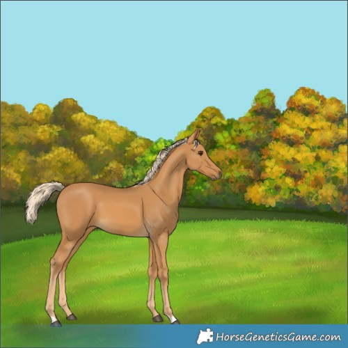 Horse Color:Palomino 