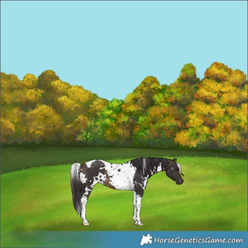 Horse Color:White Spotted Buckskin Tobiano 