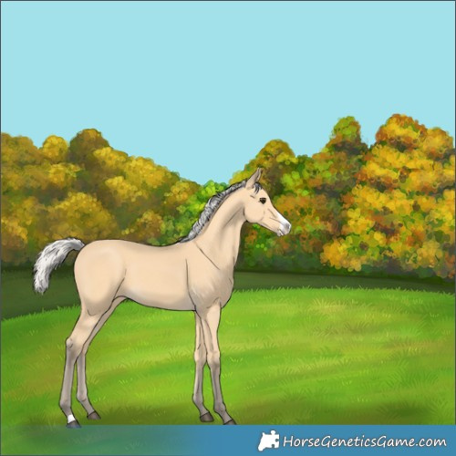 Horse Color:Silver Buckskin Frame 