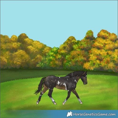 Horse Color:White Spotted Buckskin Tobiano 