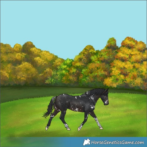 Horse Color:White Spotted Brown Tobiano 