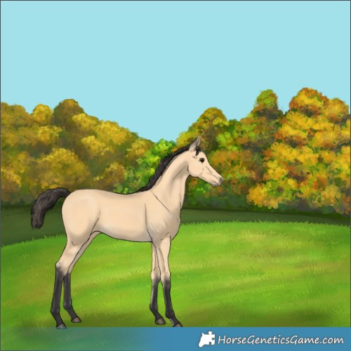 Horse Color:Buckskin 