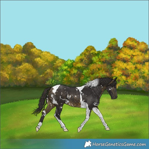 Horse Color:White Spotted Buckskin Tobiano