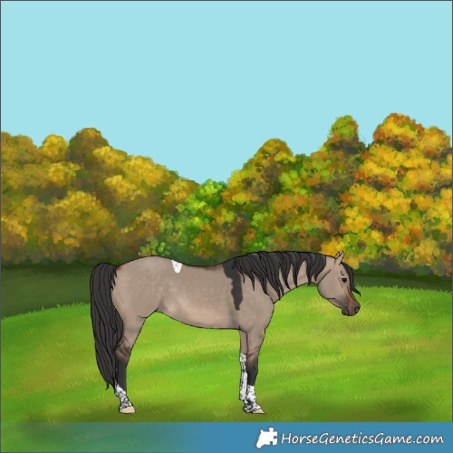 Horse Color:Brown Dun Tobiano Rabicano 