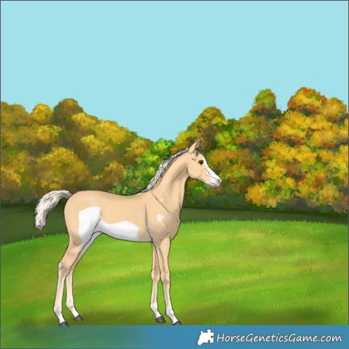 Horse Color:Palomino Frame 