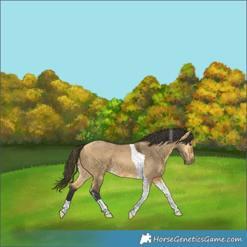 Horse Color:Buckskin Dun Tobiano