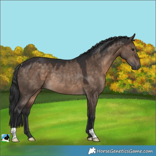 Horse Color:Brown Dun Rabicano 