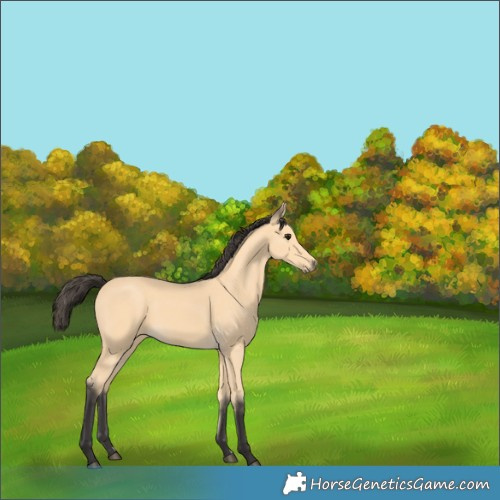 Horse Color:Buckskin 