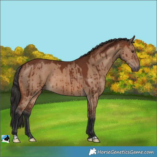 Horse Color:Brown Dun Rabicano Brindle 