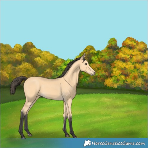 Horse Color:Buckskin 