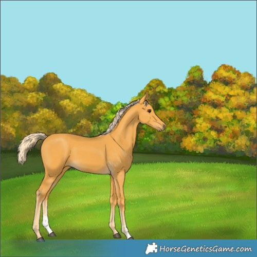 Horse Color:Palomino Sabino 