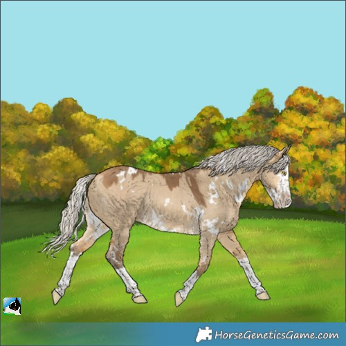 Horse Color:White Spotted Silver Buckskin Dun Splash Rabicano