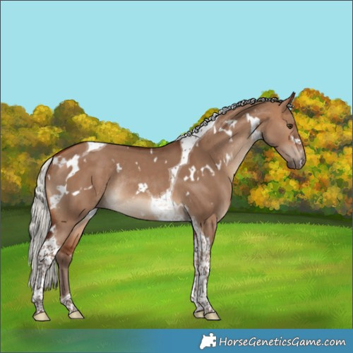 Horse Color:White Spotted Silver Brown Dun Tobiano Rabicano 