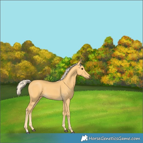 Horse Color:Palomino 