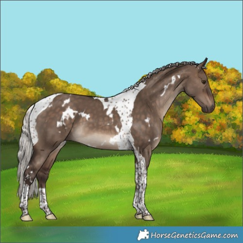 Horse Color:White Spotted Silver Brown Dun Tobiano 