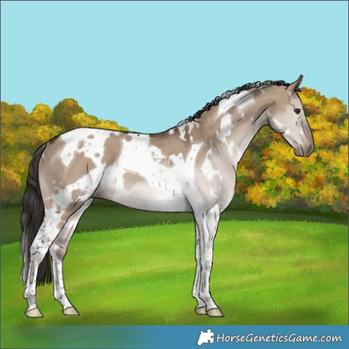 Horse Color:White Spotted Liver Red Dun Tobiano Rabicano 