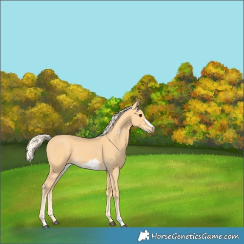 Horse Color:Palomino Frame