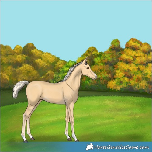 Horse Color:Palomino 