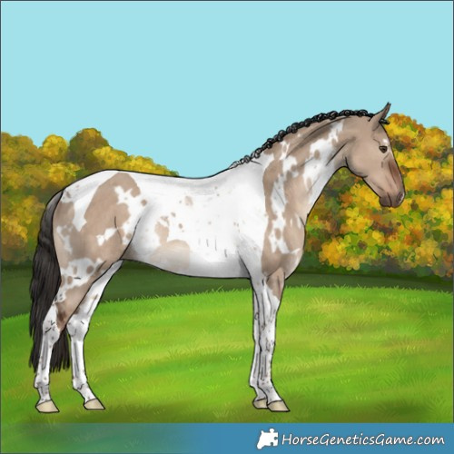 Horse Color:White Spotted Liver Red Dun Tobiano Rabicano 