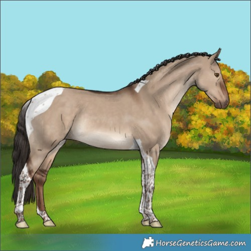 Horse Color:Liver Red Dun Tobiano Rabicano 