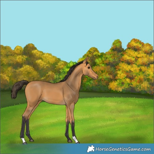 Horse Color:Buckskin 
