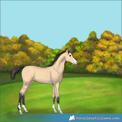 Horse Color:Buckskin 