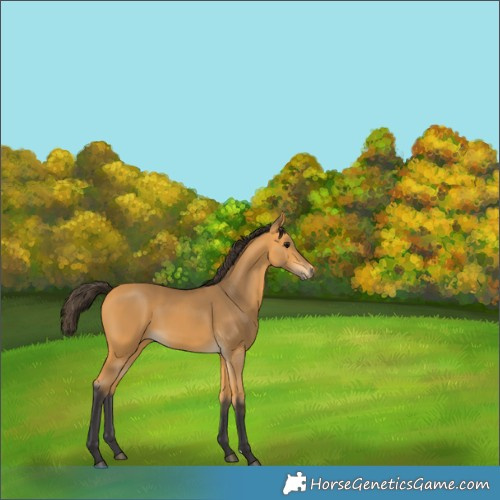 Horse Color:Buckskin 