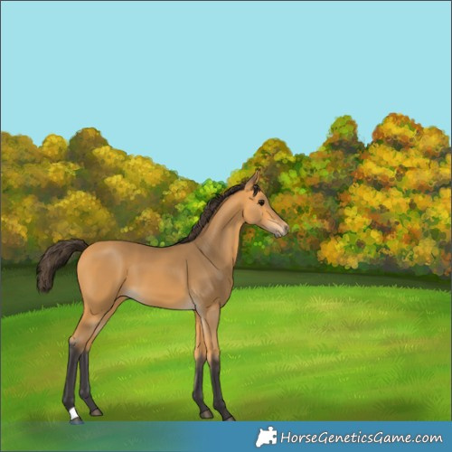 Horse Color:Buckskin 