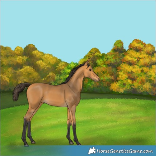 Horse Color:Buckskin 