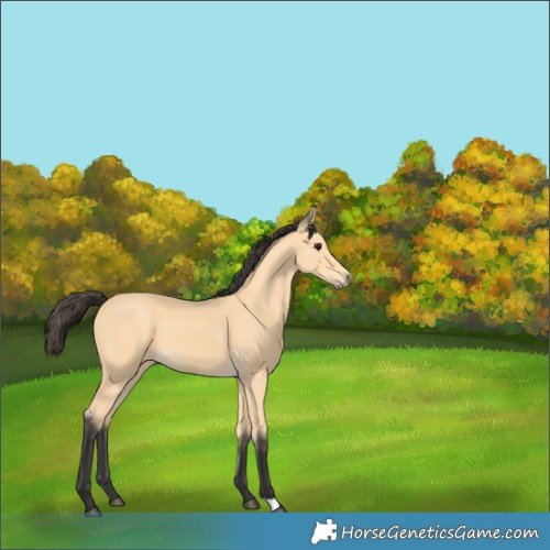 Horse Color:Buckskin 