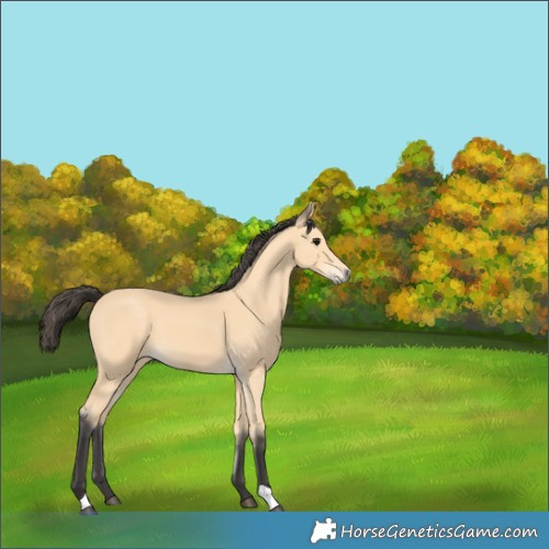 Horse Color:Buckskin 
