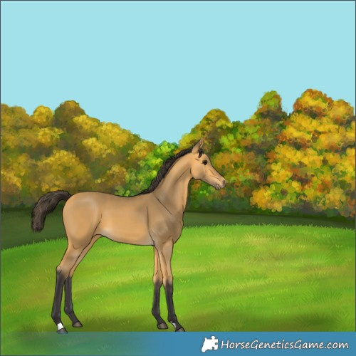 Horse Color:Buckskin 