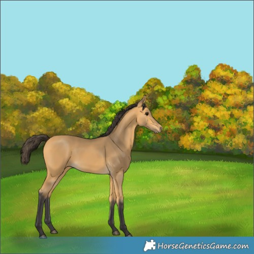 Horse Color:Buckskin