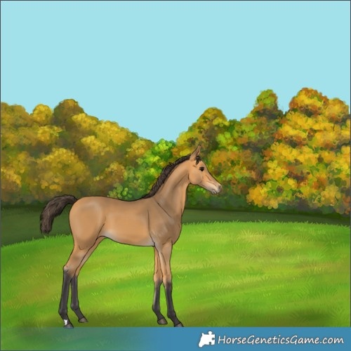 Horse Color:Buckskin