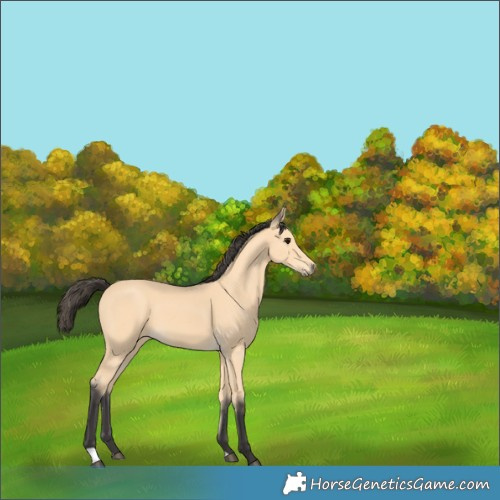 Horse Color:Buckskin 
